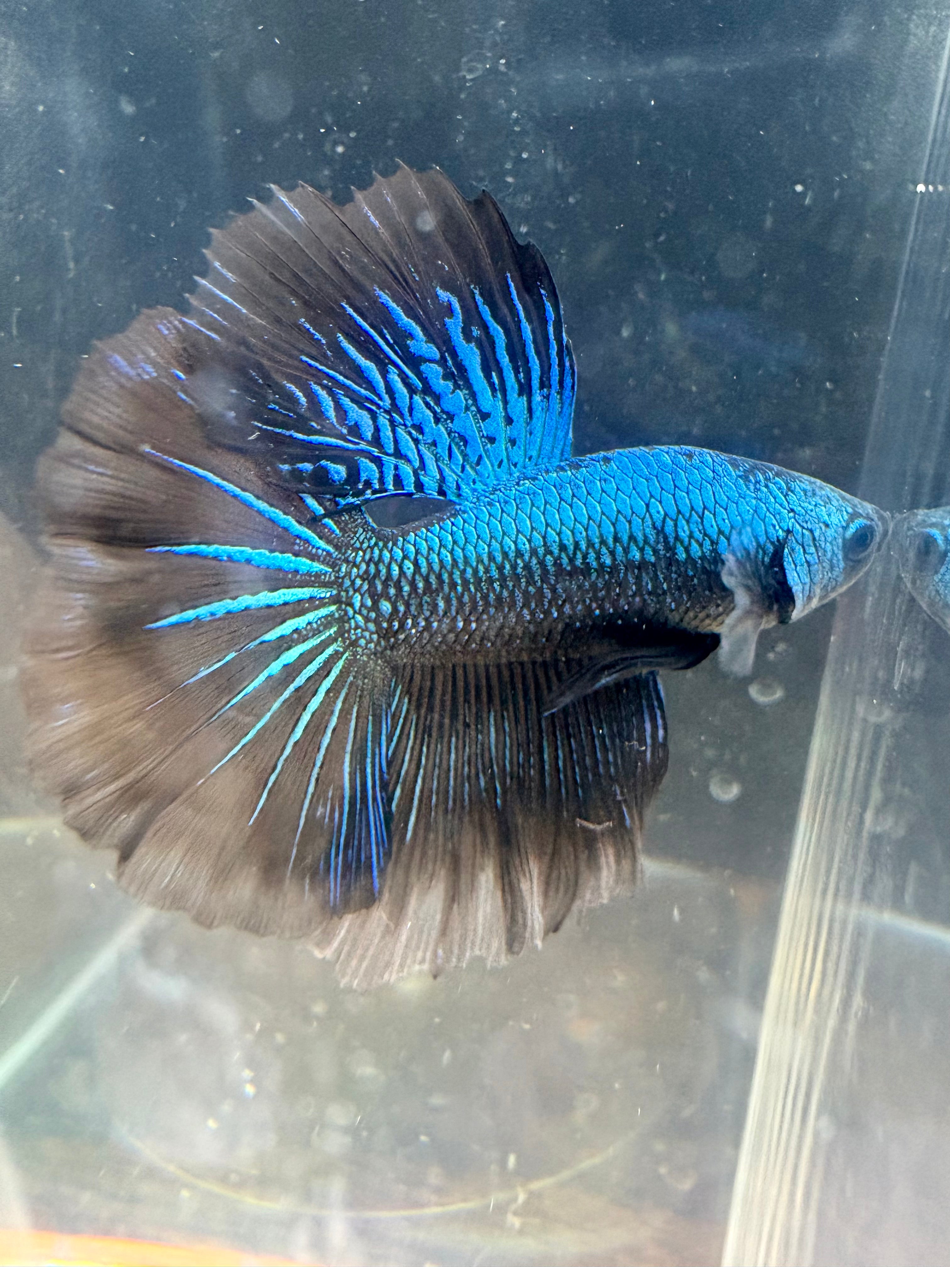GREEN SAMURAI HM Male Betta | RZ-55