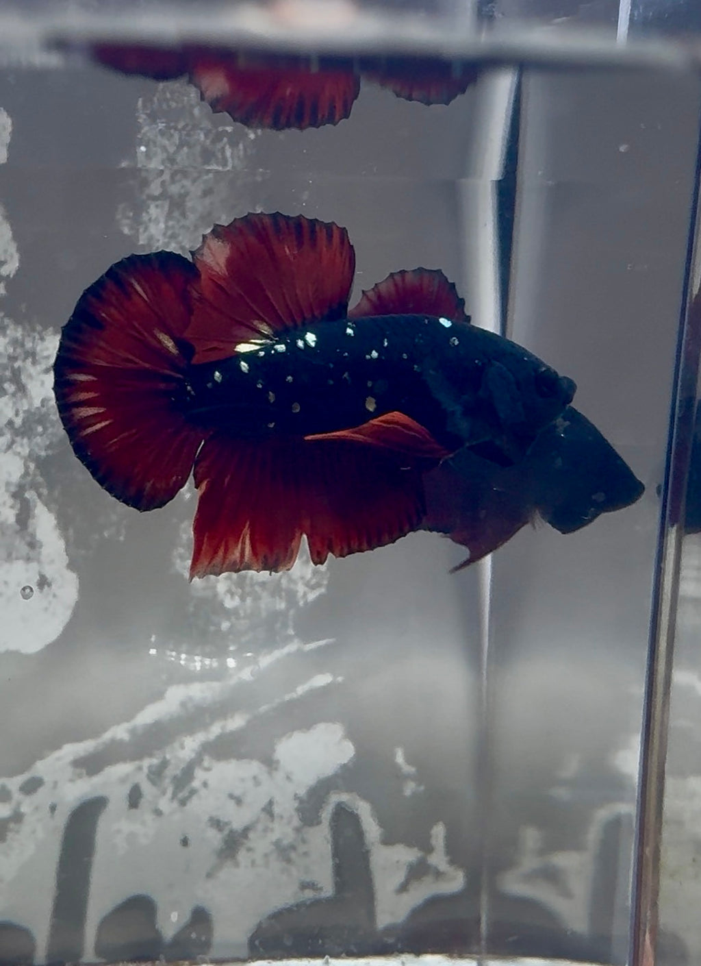 Avatar Nebula Male Betta | RZ-12