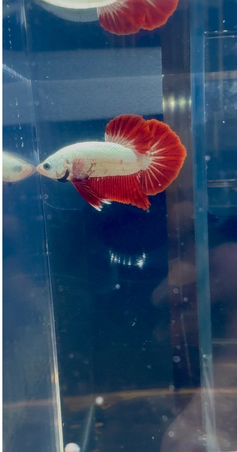 Red Dragon breeding Pair Betta | RZ-56 RZ-58