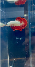 Red Dragon breeding Pair Betta | RZ-56 RZ-58