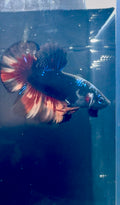 Giant Avatar Nemo Male Betta | RZ-76