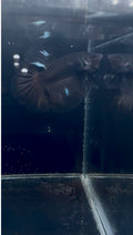 Black Light Male Betta | RZ-23
