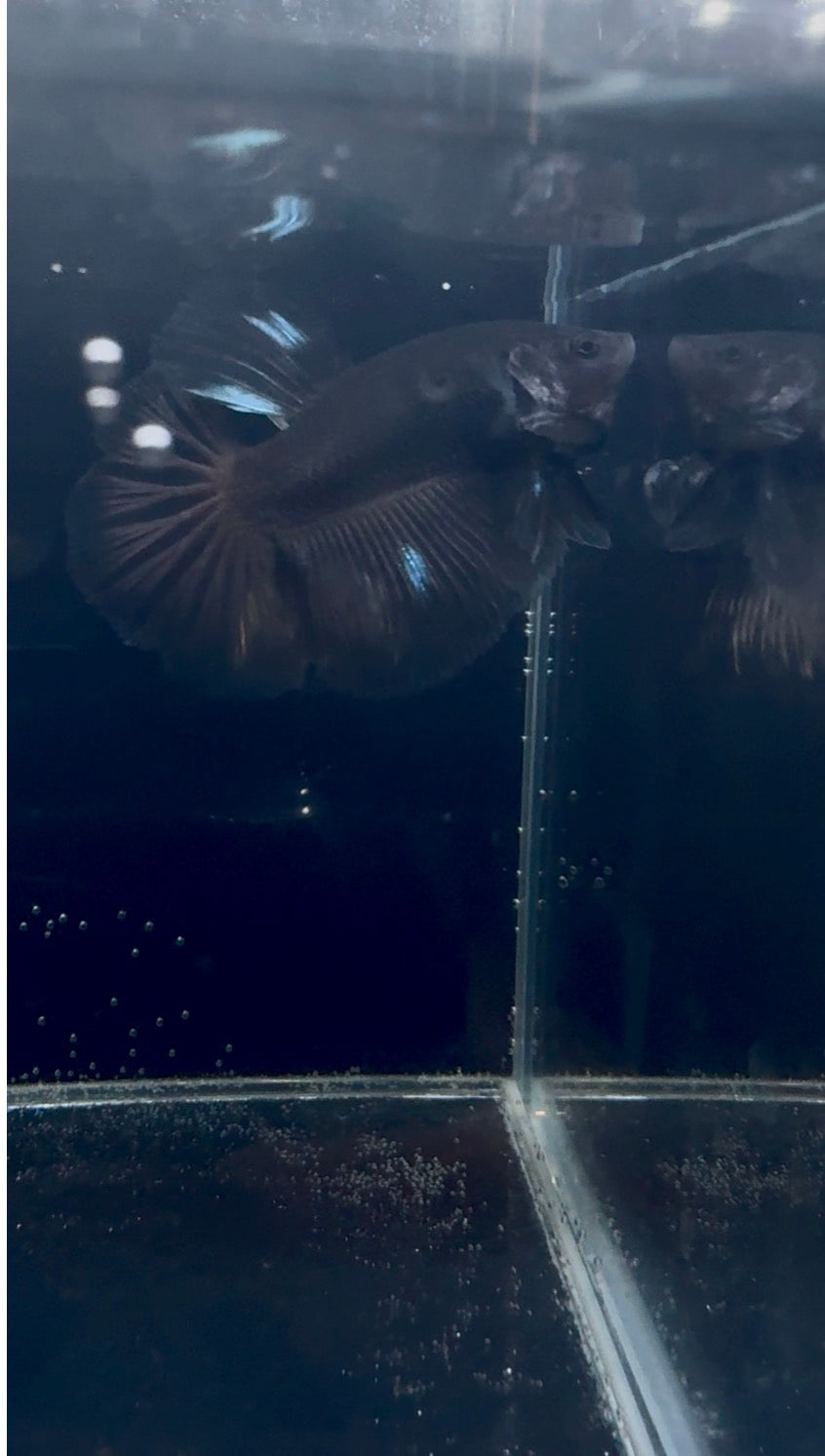 Black Light Male Betta | RZ-23