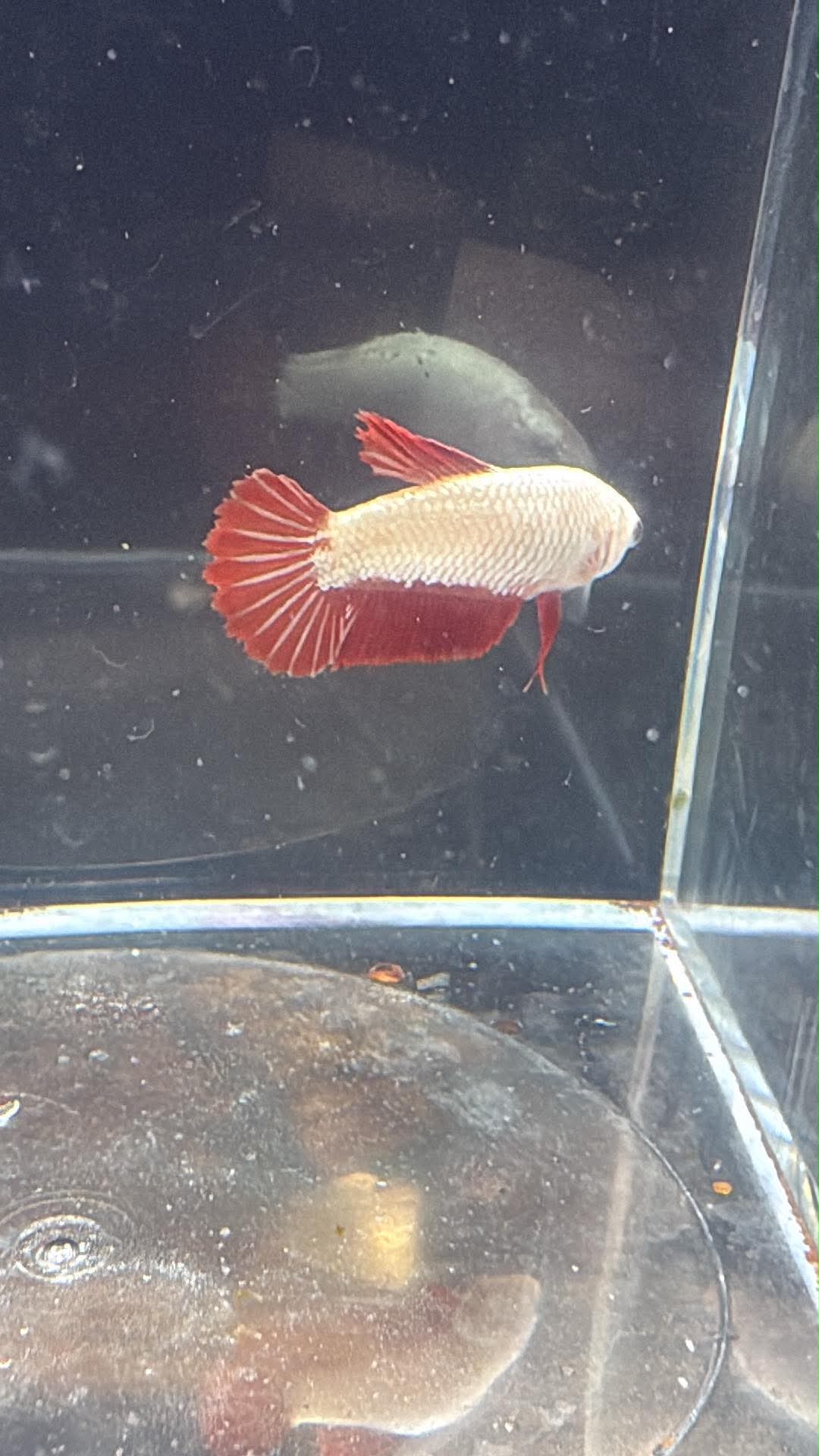 Red Dragon breeding Pair Betta | RZ-56 RZ-58