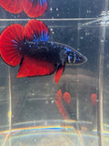 Giant Avatar Vampiro Male Betta | RZ-70