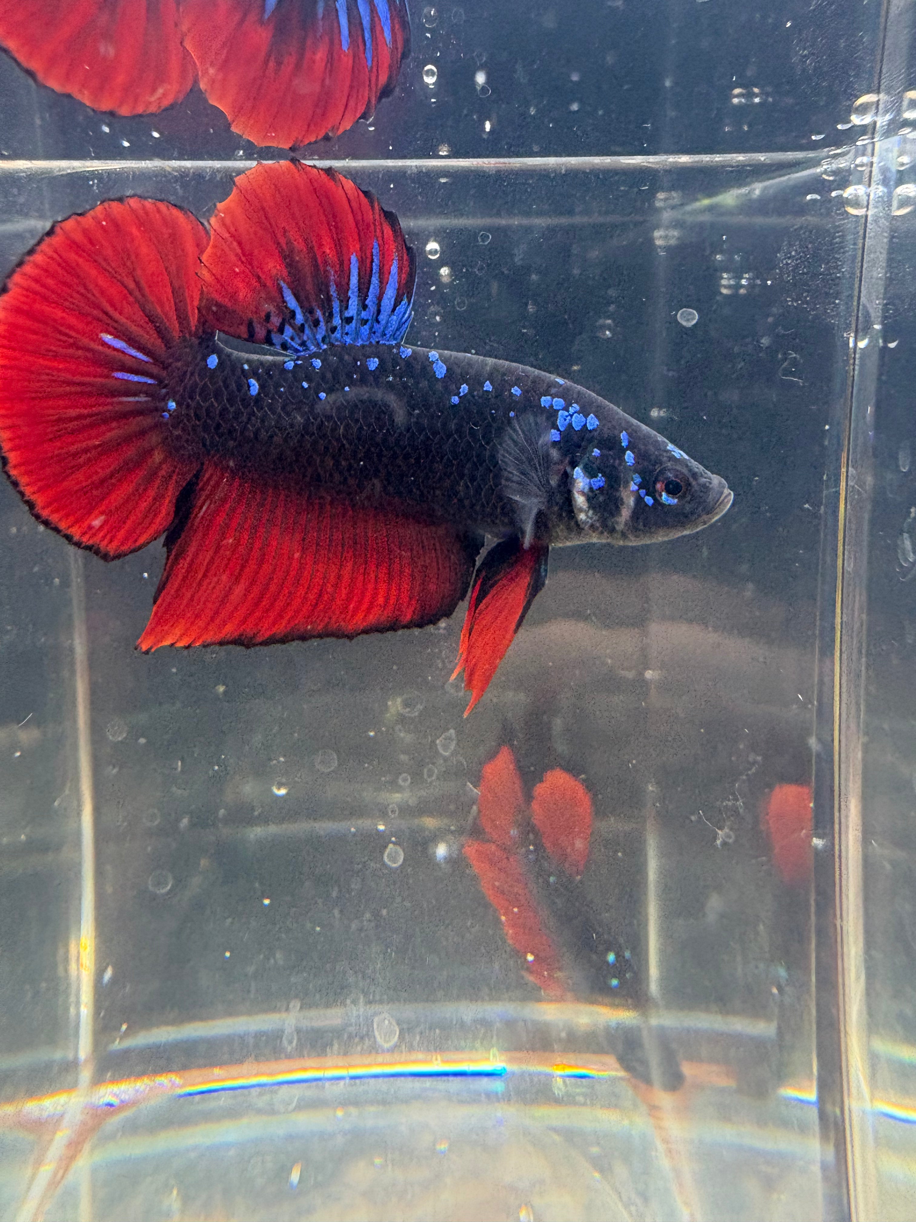Giant Avatar Vampiro Male Betta | RZ-70