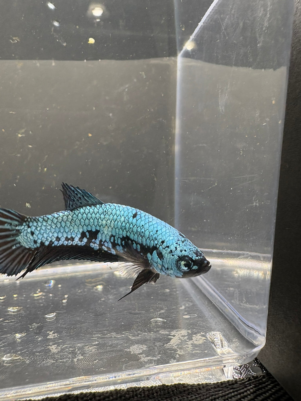 Blue Samurai Female HMPK Betta — F-002