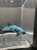 Blue Samurai Female HMPK Betta — F-002
