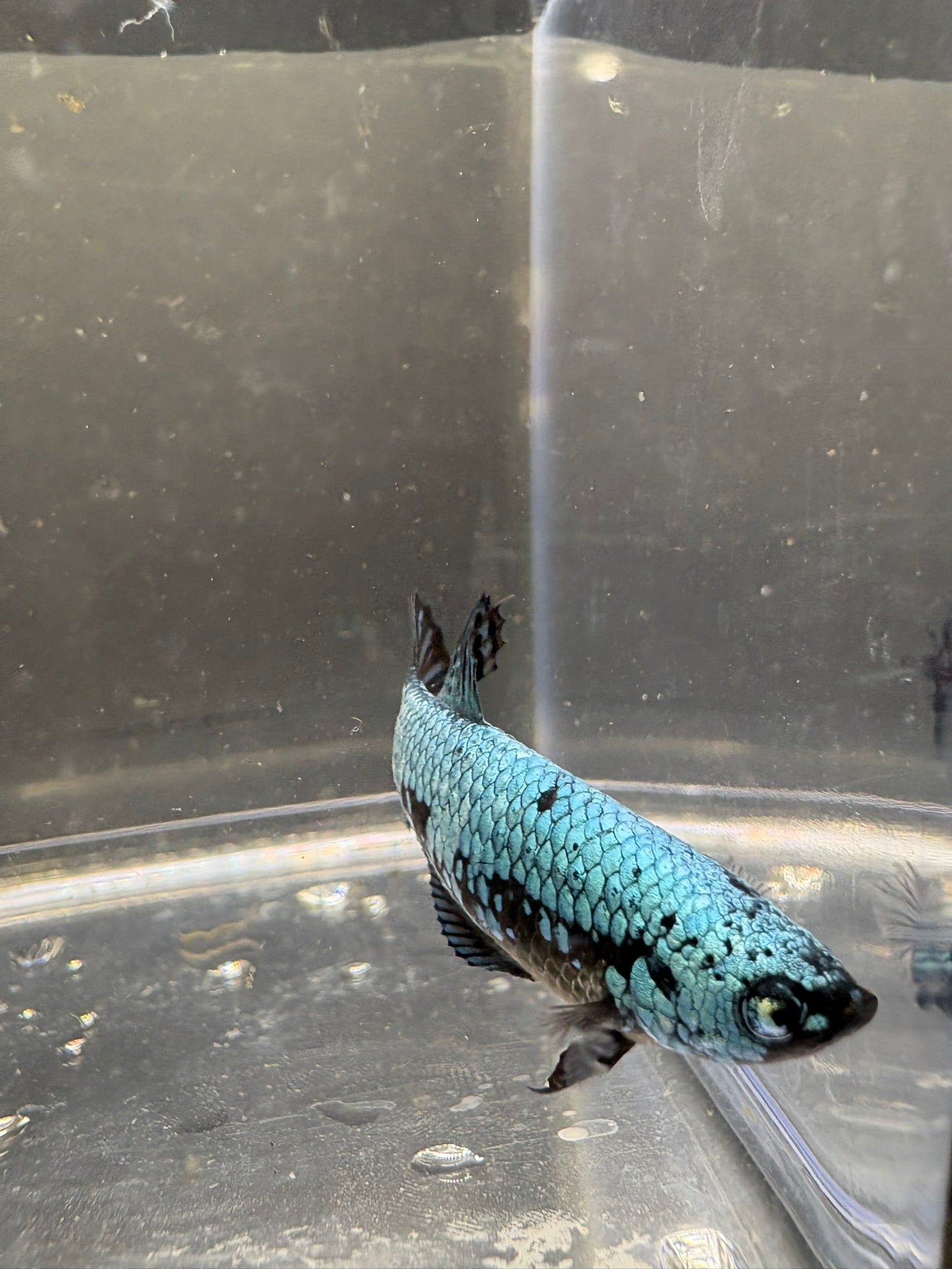 Blue Samurai Female HMPK Betta — F-002