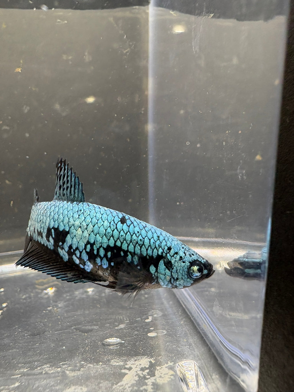 Blue Samurai Female HMPK Betta — F-002