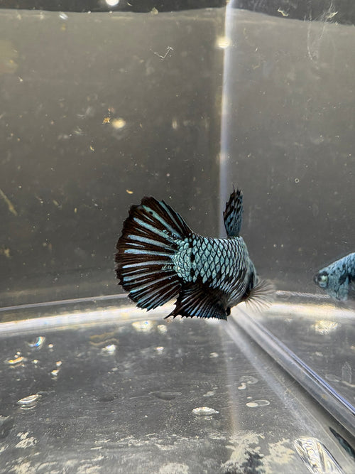 Blue Samurai Female HMPK Betta — F-002