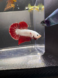 Red Dragon HMPK #3