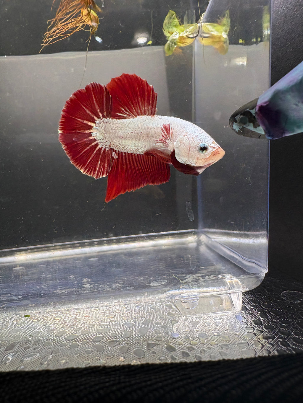 Red Dragon HMPK #3