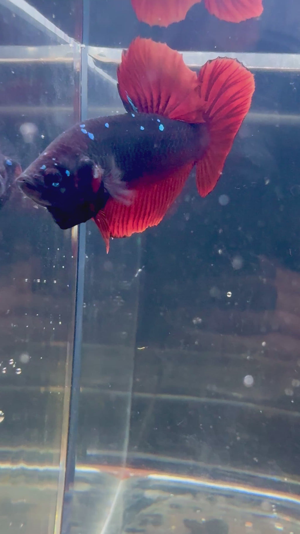 SUPER RARE Giant Avatar VAMPIRE HMPK Male Betta | RZ-65