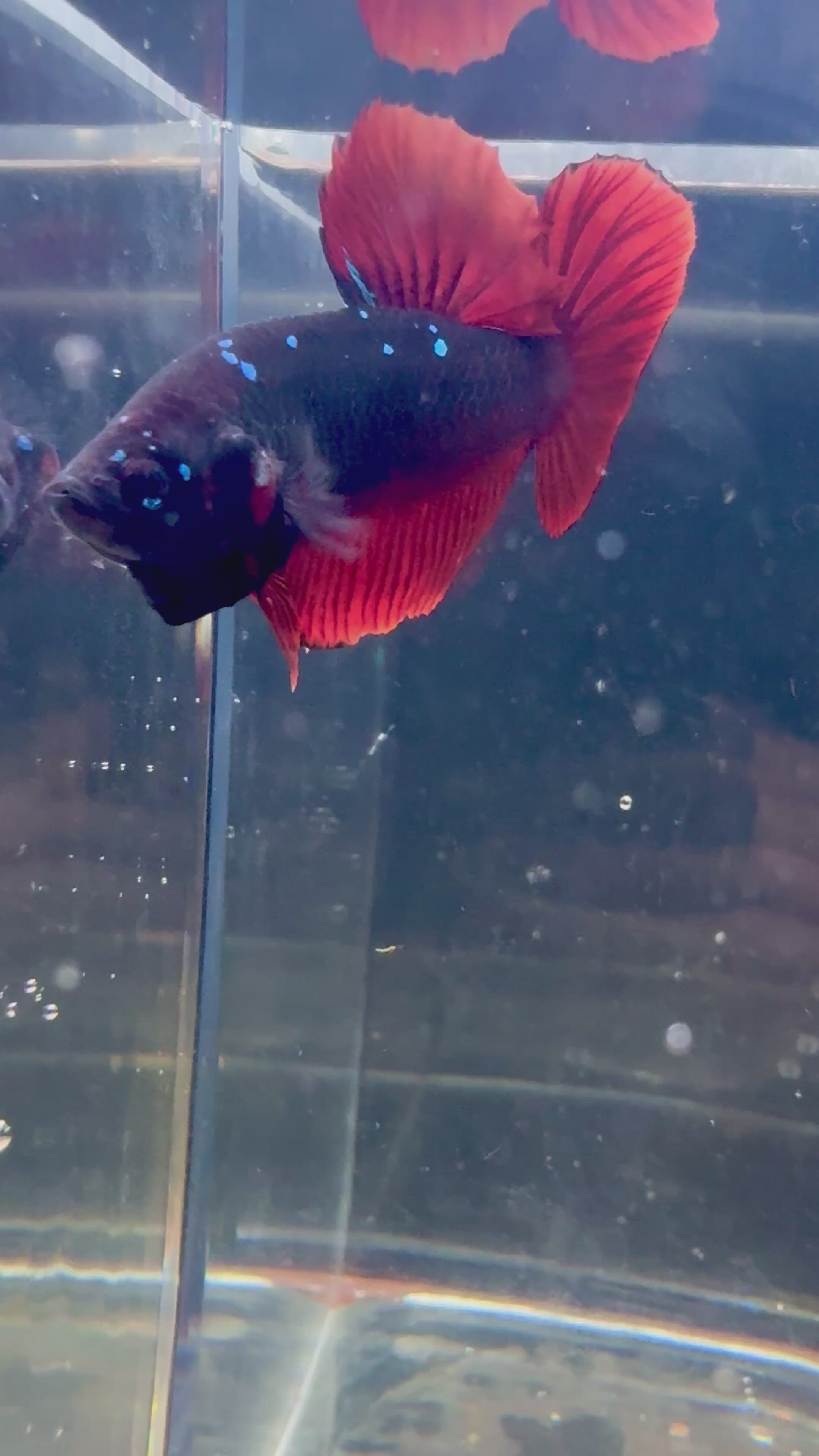SUPER RARE Giant Avatar VAMPIRE HMPK Male Betta | RZ-65