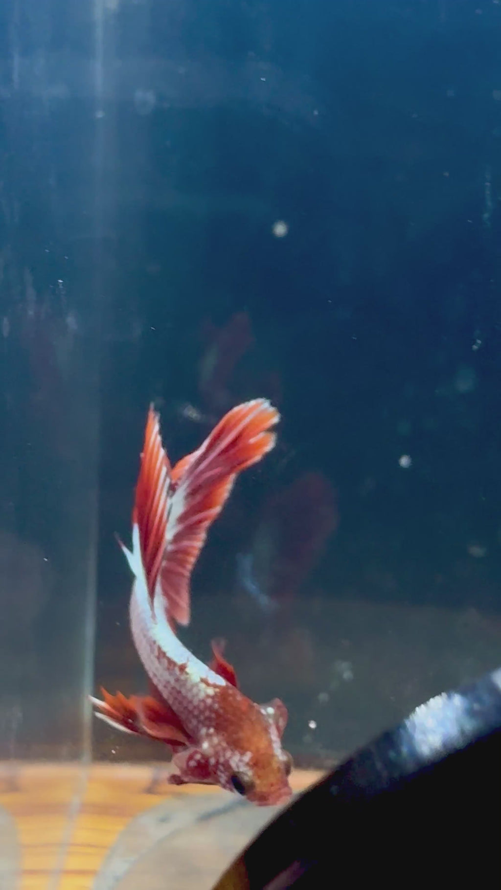 FCCP HM Male Betta | RZ-36
