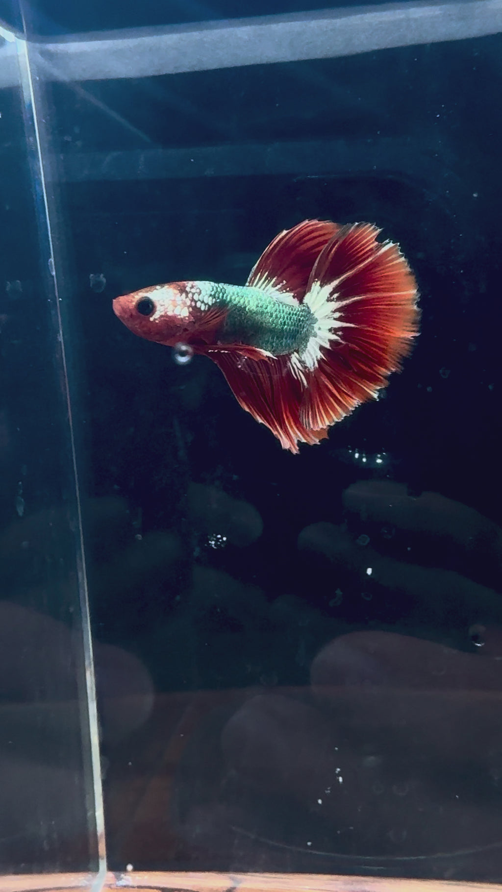 FCCP HM Male Betta | RZ-38