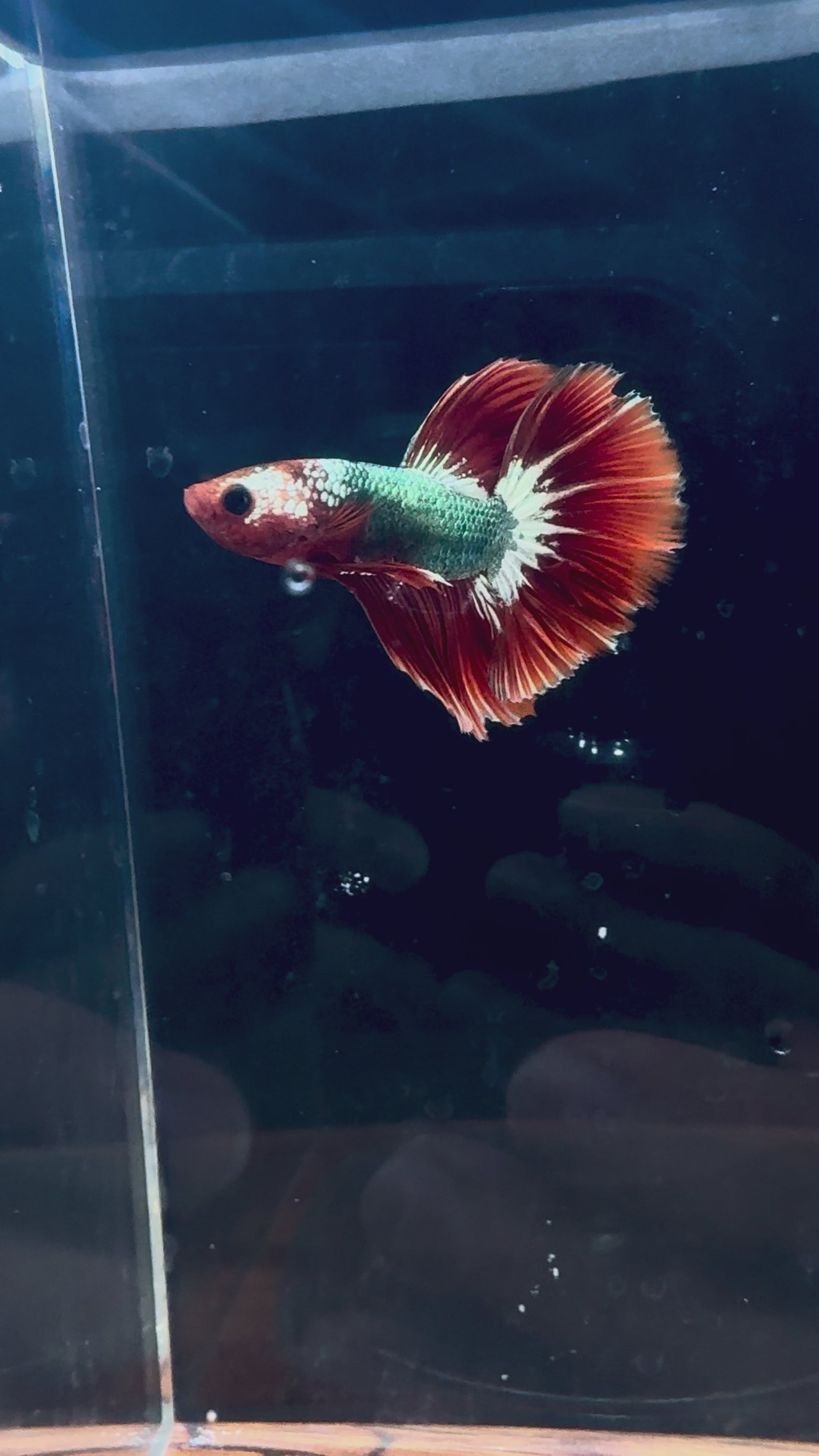 FCCP HM Male Betta | RZ-38