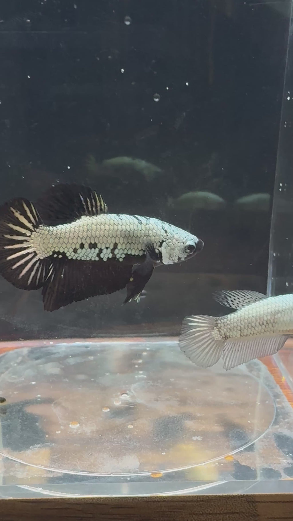 Black Dragon Startail HMPK Breeding Pair FREE SHIPPING | RZ-31/RZ-32