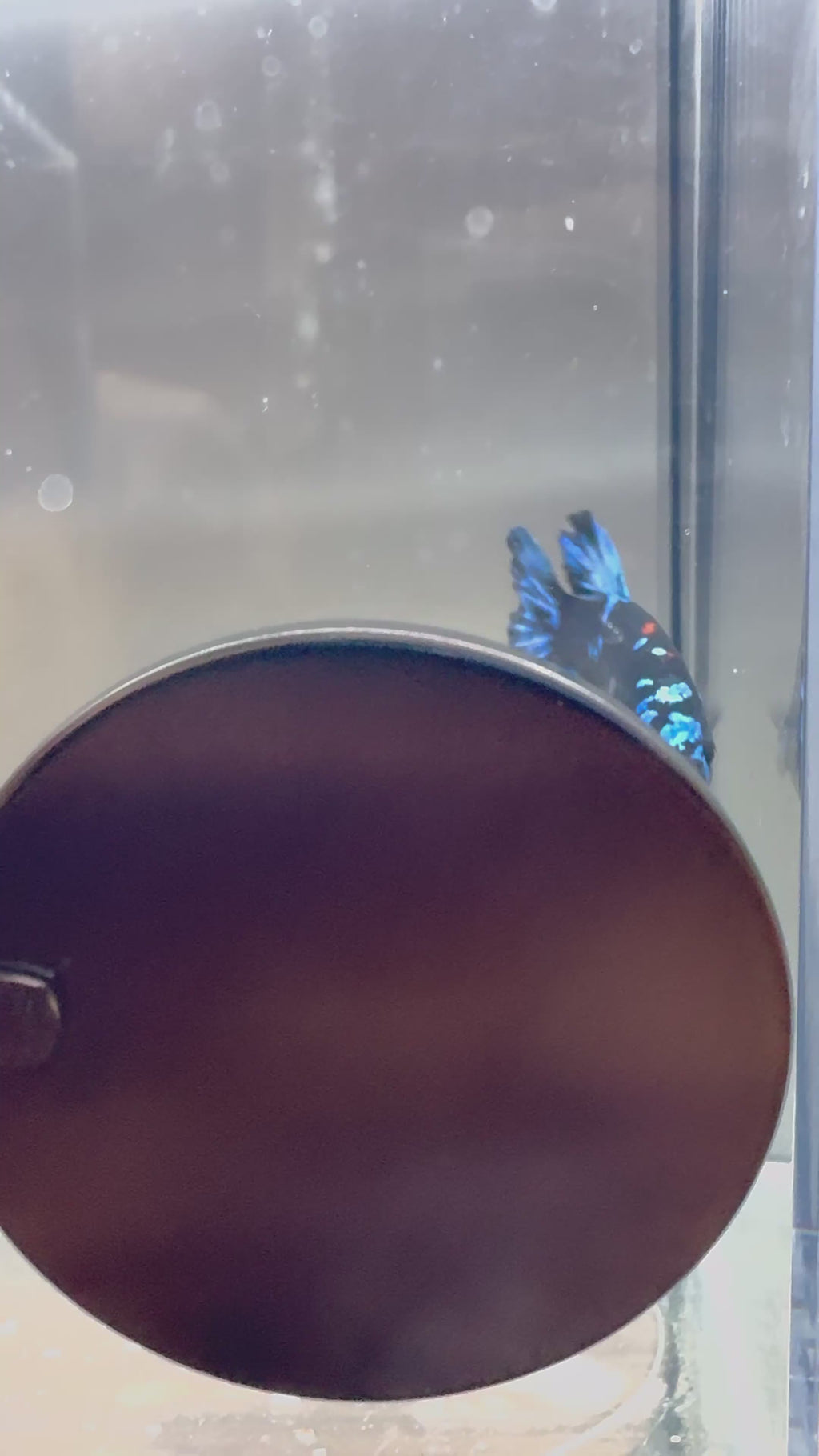 Avatar Galaxy HMPK Breeding Pair Free SHIPPING| RZ-9/RZ-10