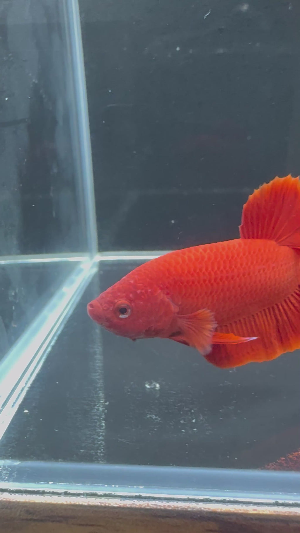 Super Red Plakat Male Betta | CG-54