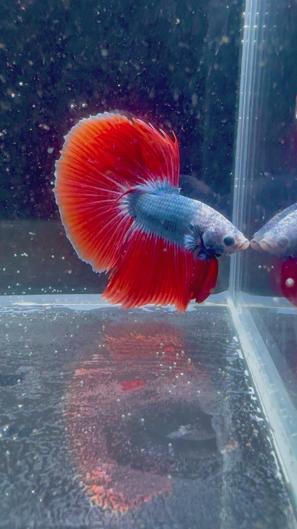 Blue Red Muscot Halfmoon Male Betta | CG-69