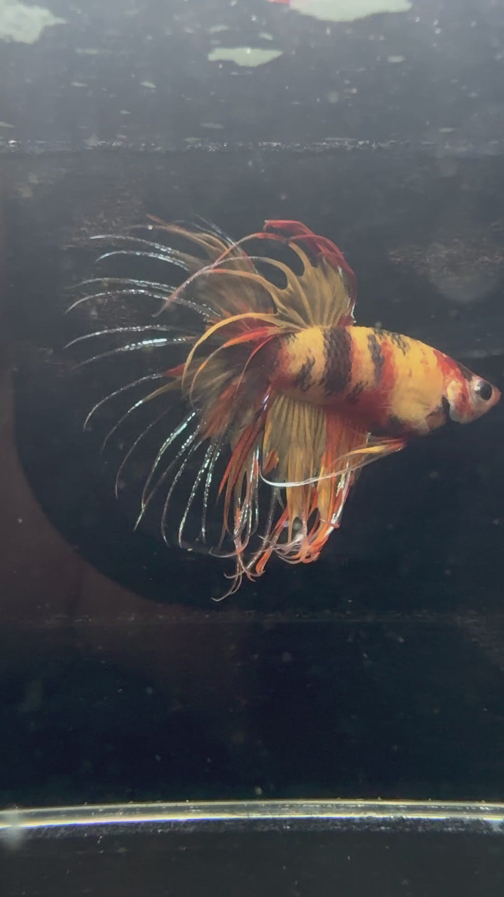 Spider Crowntail Multicolor Male Betta | CG-12