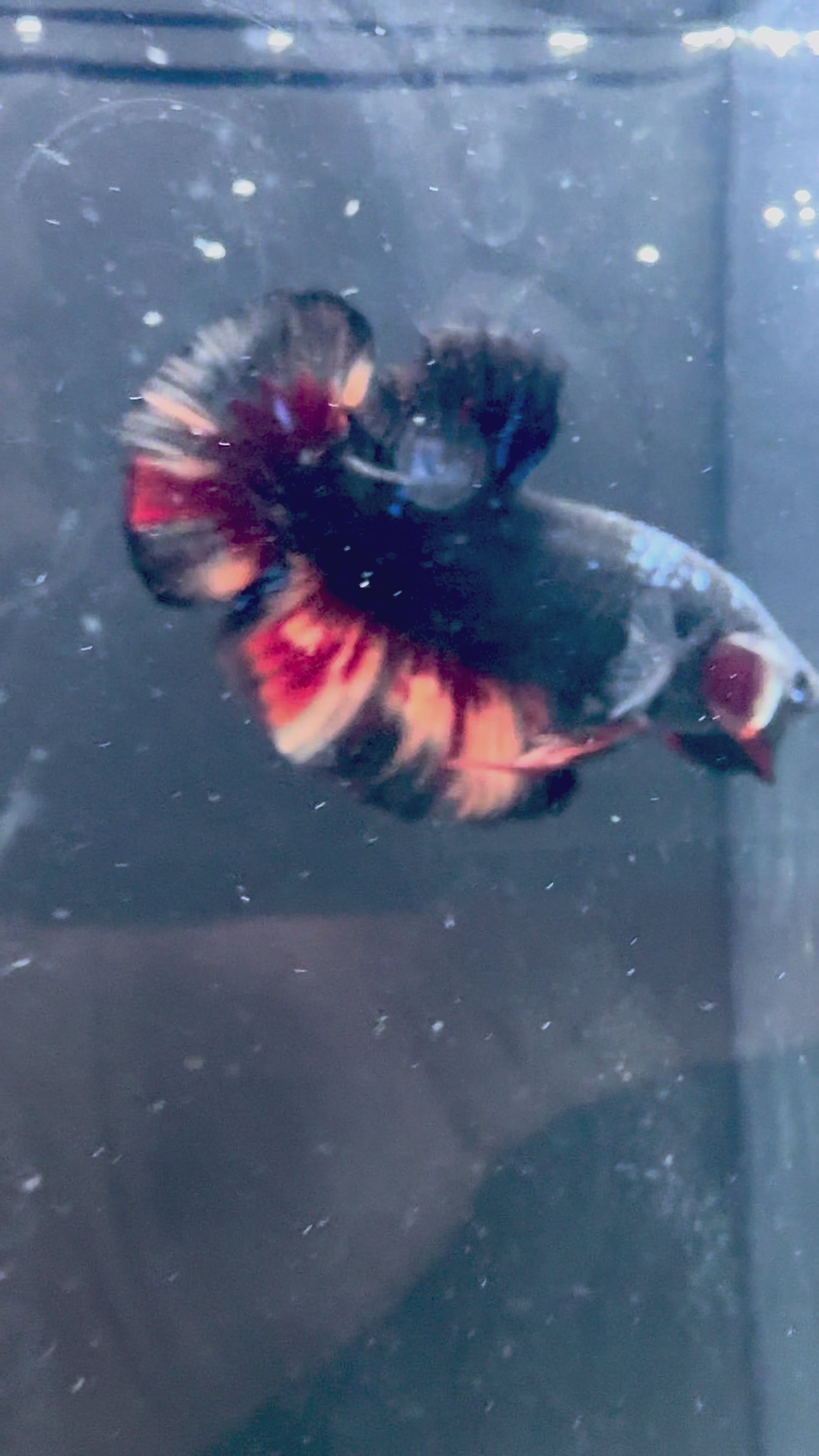 Giant Avatar Nemo Male Betta | RZ-76