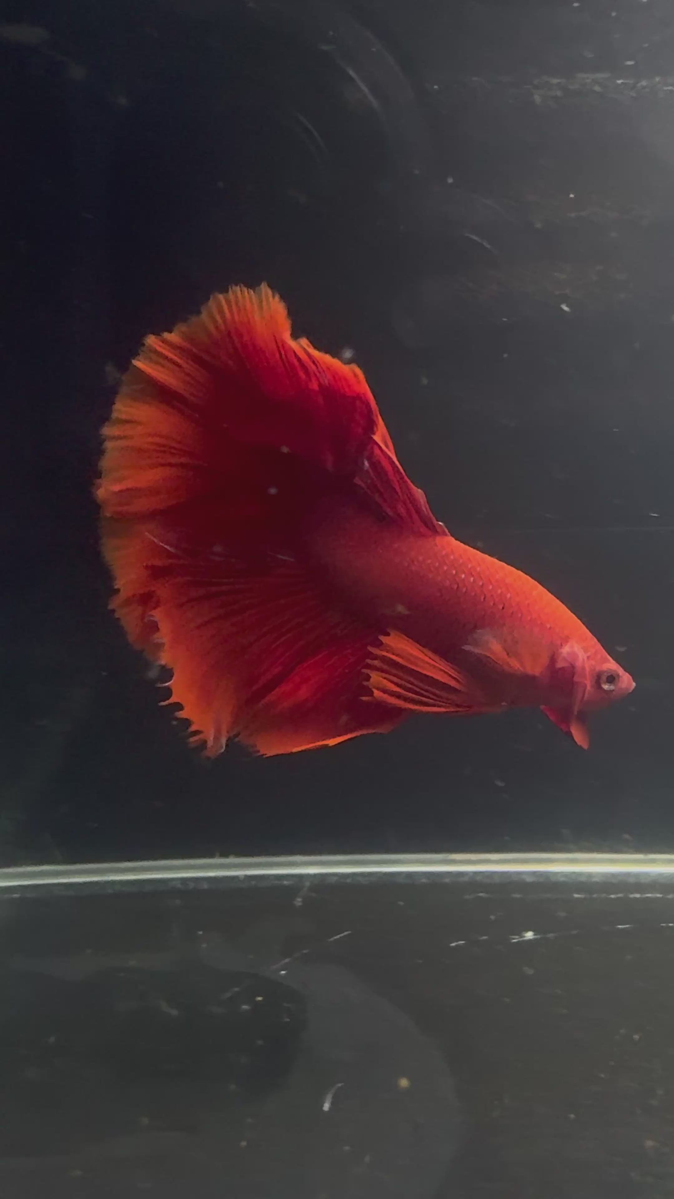 Super Red HM Male Betta | CG-44