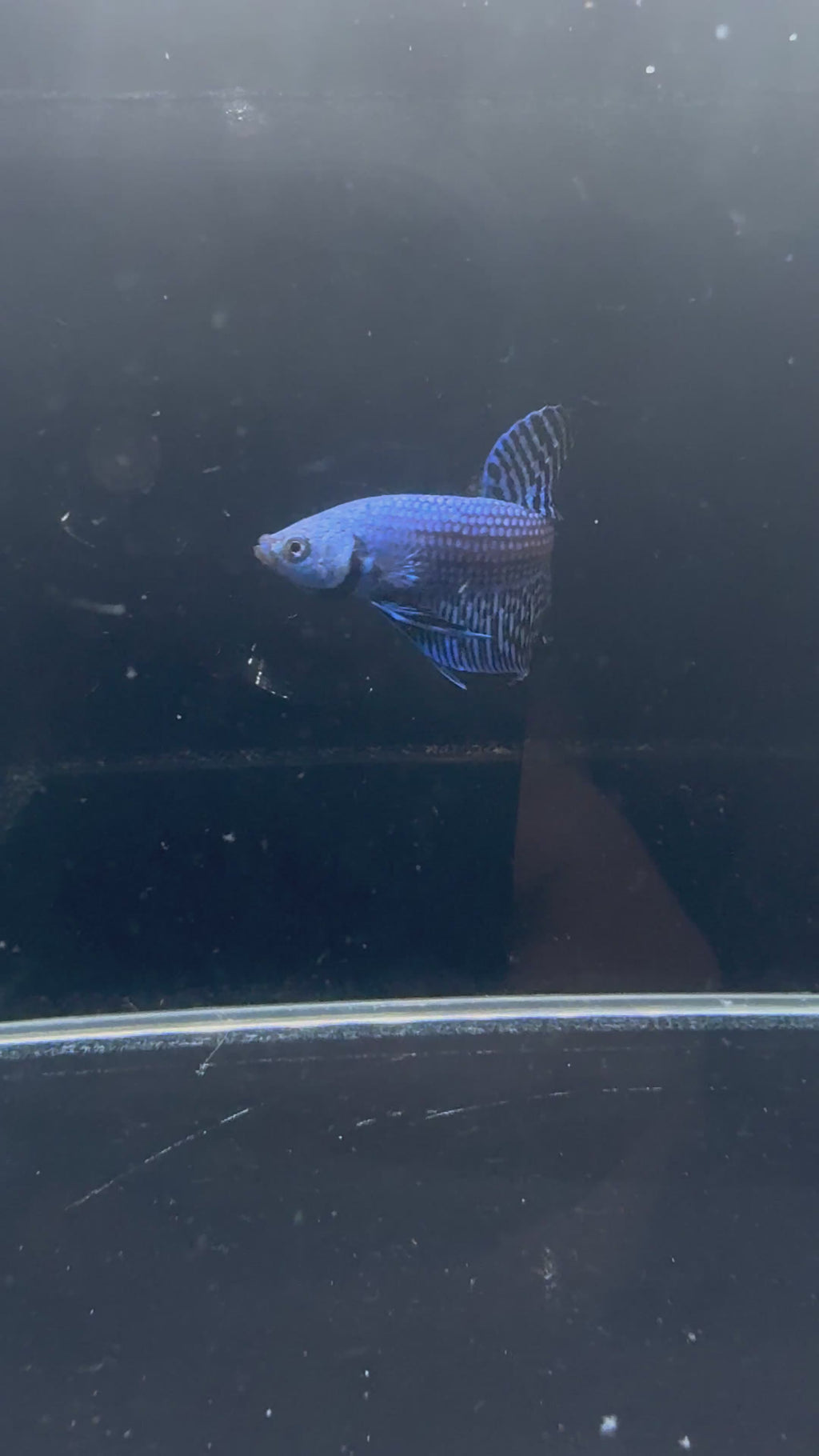 Blue Alien Male Betta | CG-23