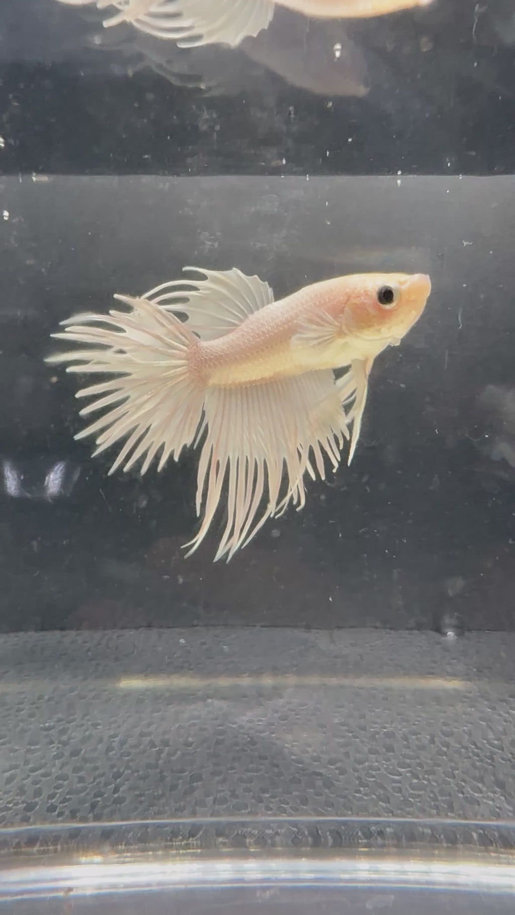 White Crowntail — M-029(2)