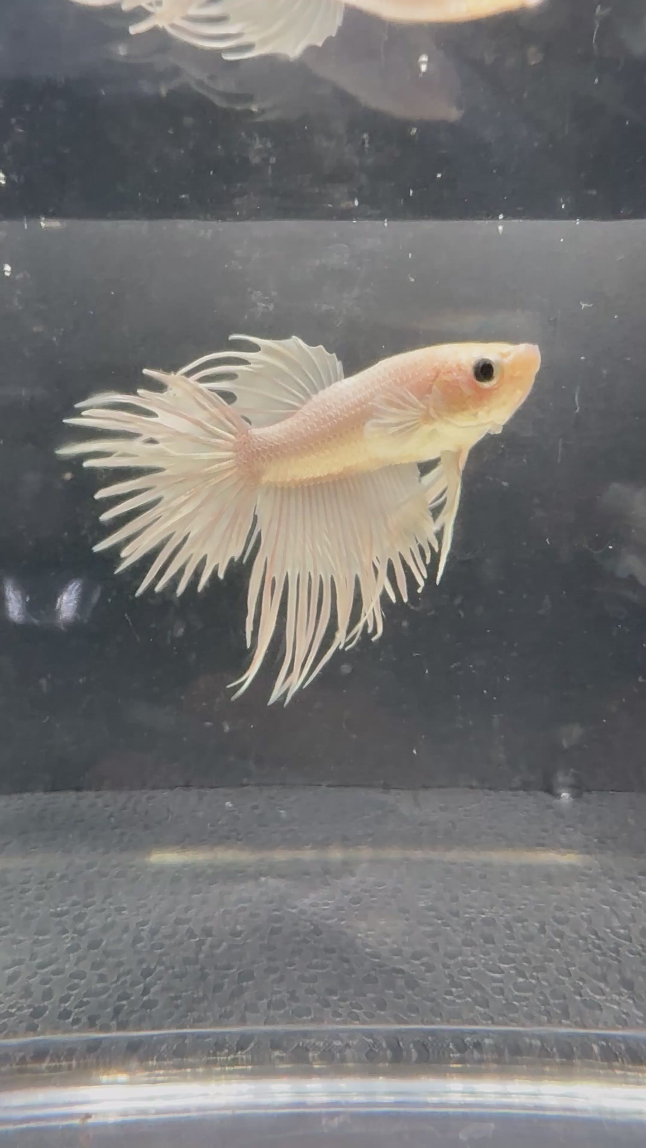 White Crowntail — M-029(2)