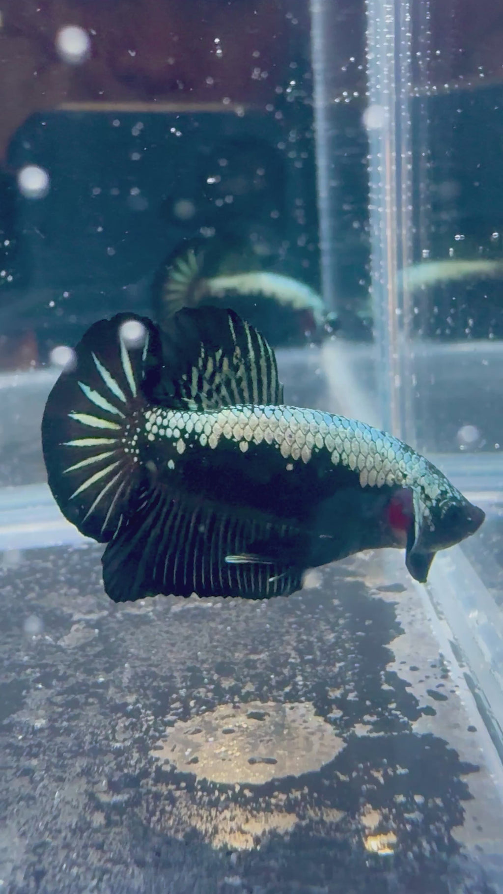 Samurai Male Betta | RZ-95