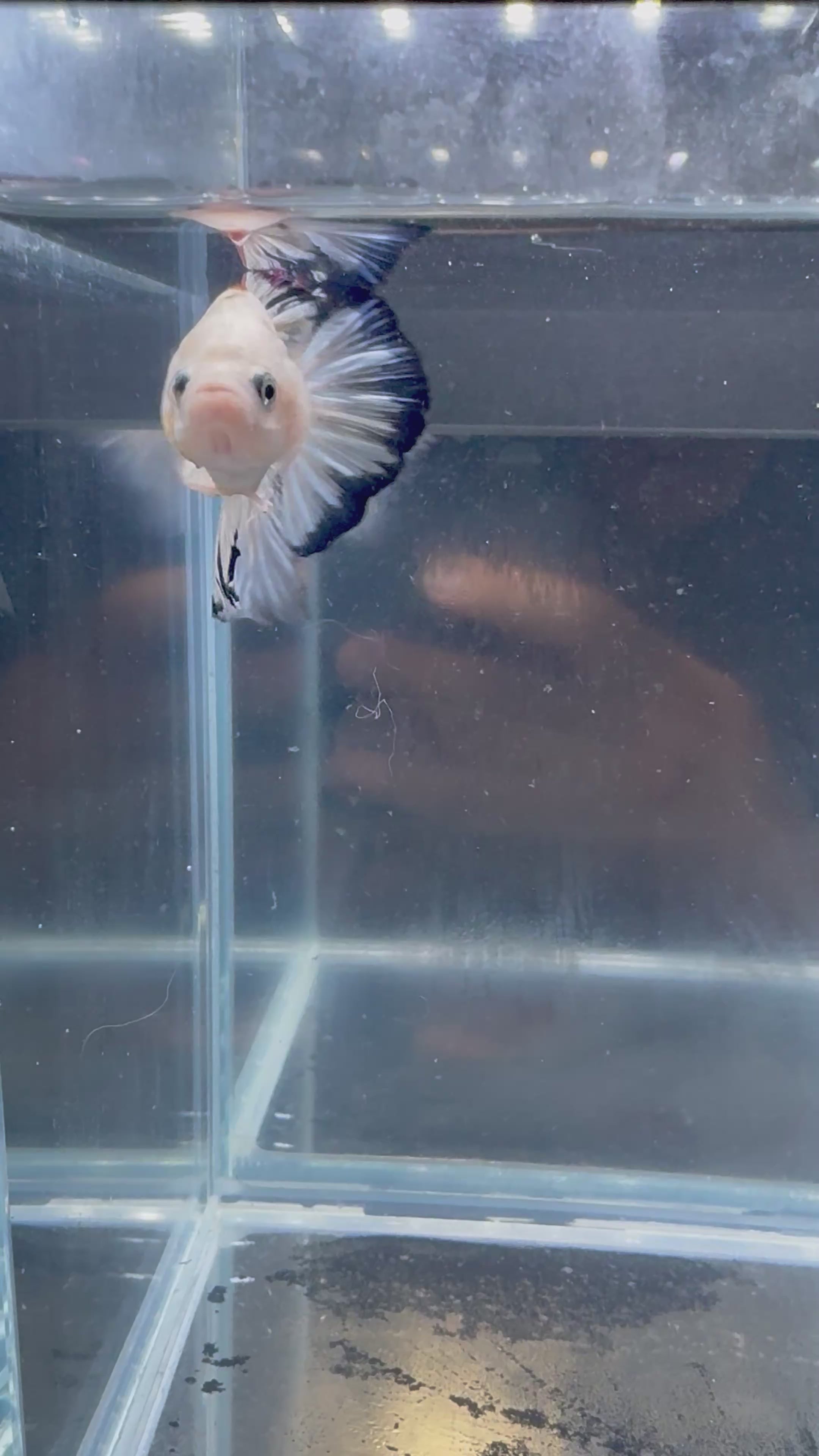 Live Giant Betta Pink Marble HMPK Male Premium | CG-80