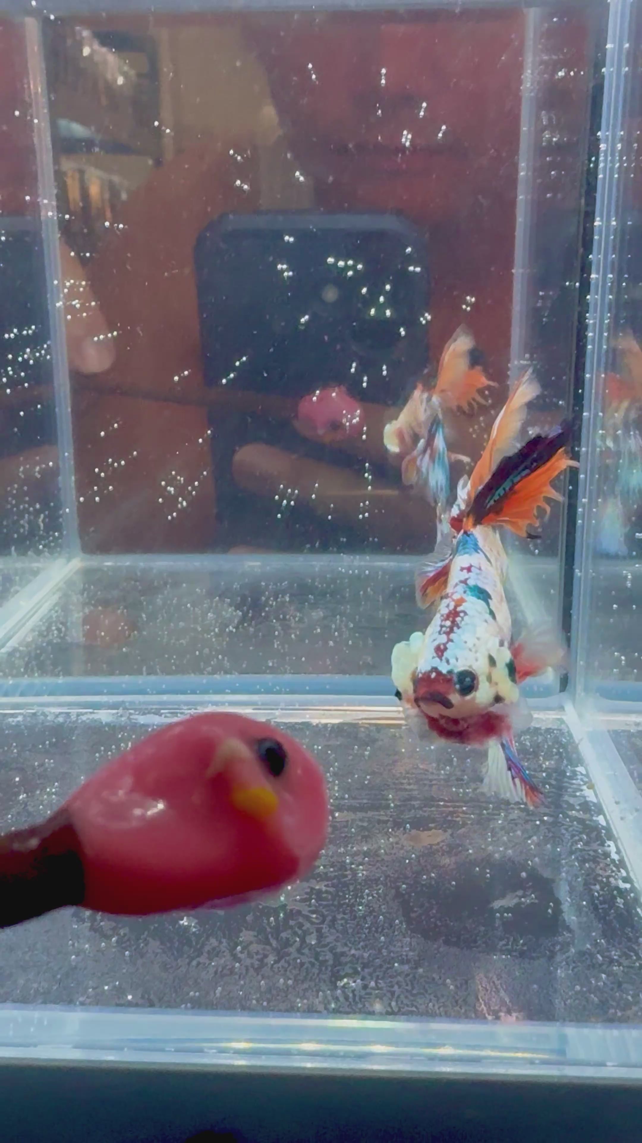 Koi Multicolor Candy Halfmoon Male Betta (High Grade) | CG-113