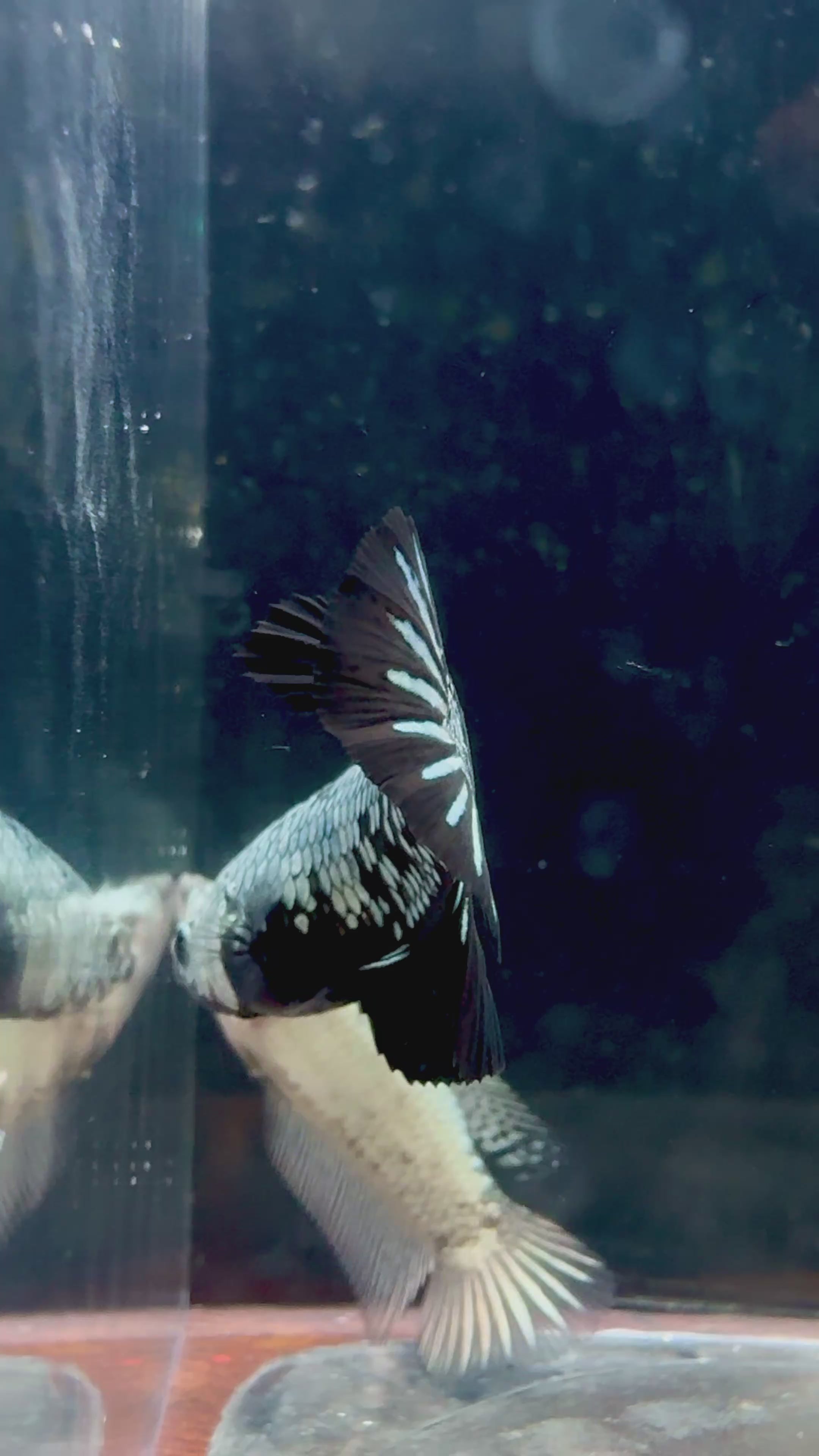 Black Dragon Startail HMPK Breeding Pair FREE SHIPPING | RZ-31/RZ-32