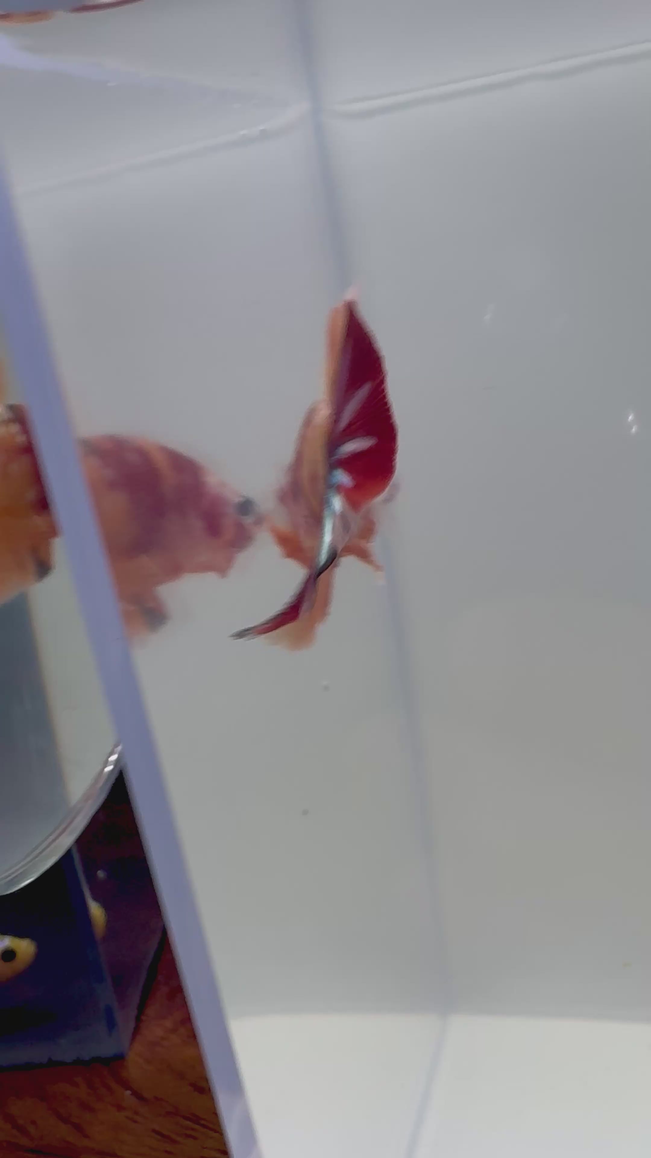 Nemo Copper HMPK Male Betta | RZ-103