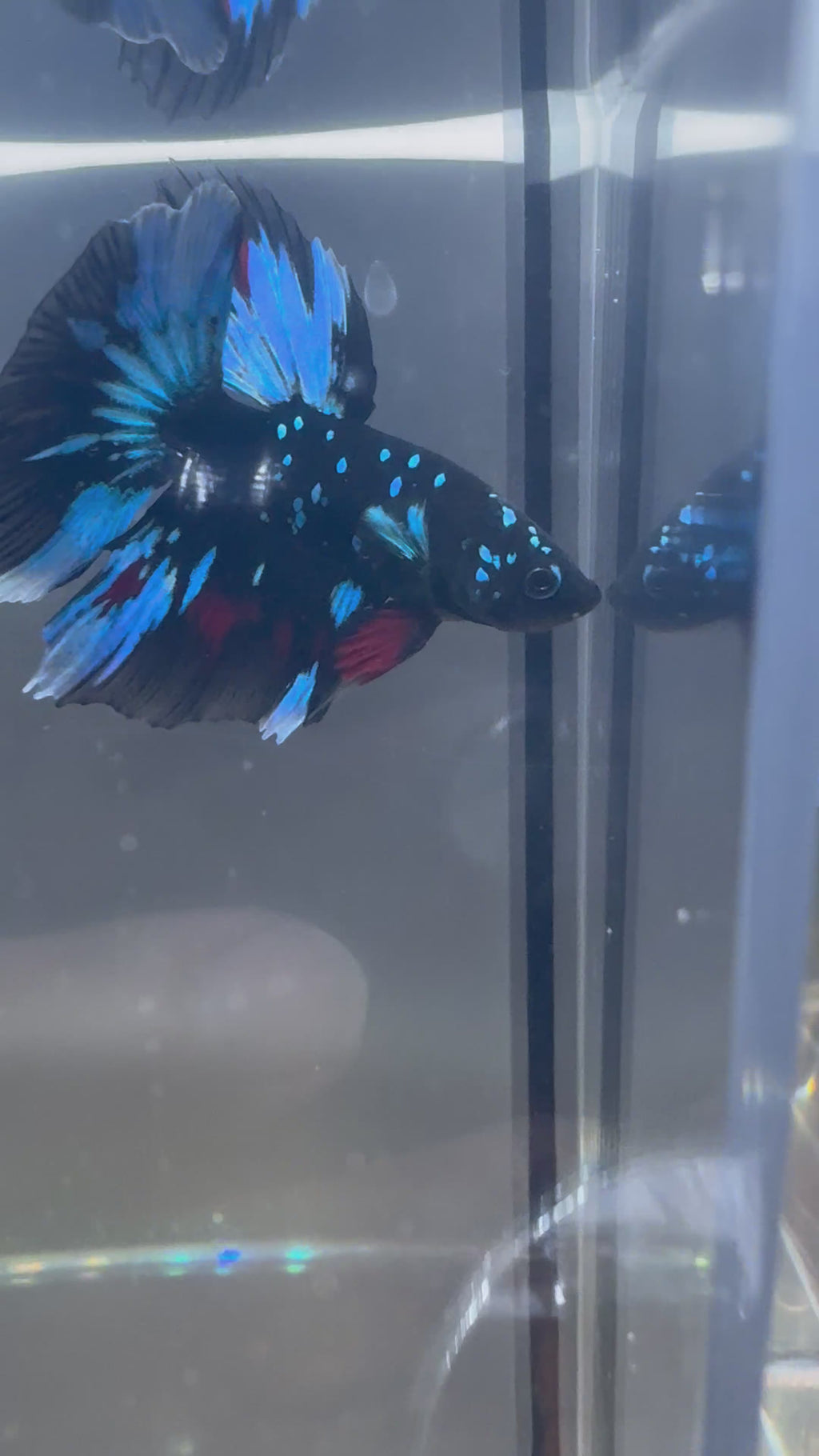 Avatar Galaxy SUPER DELTA Male Betta | RZ-5