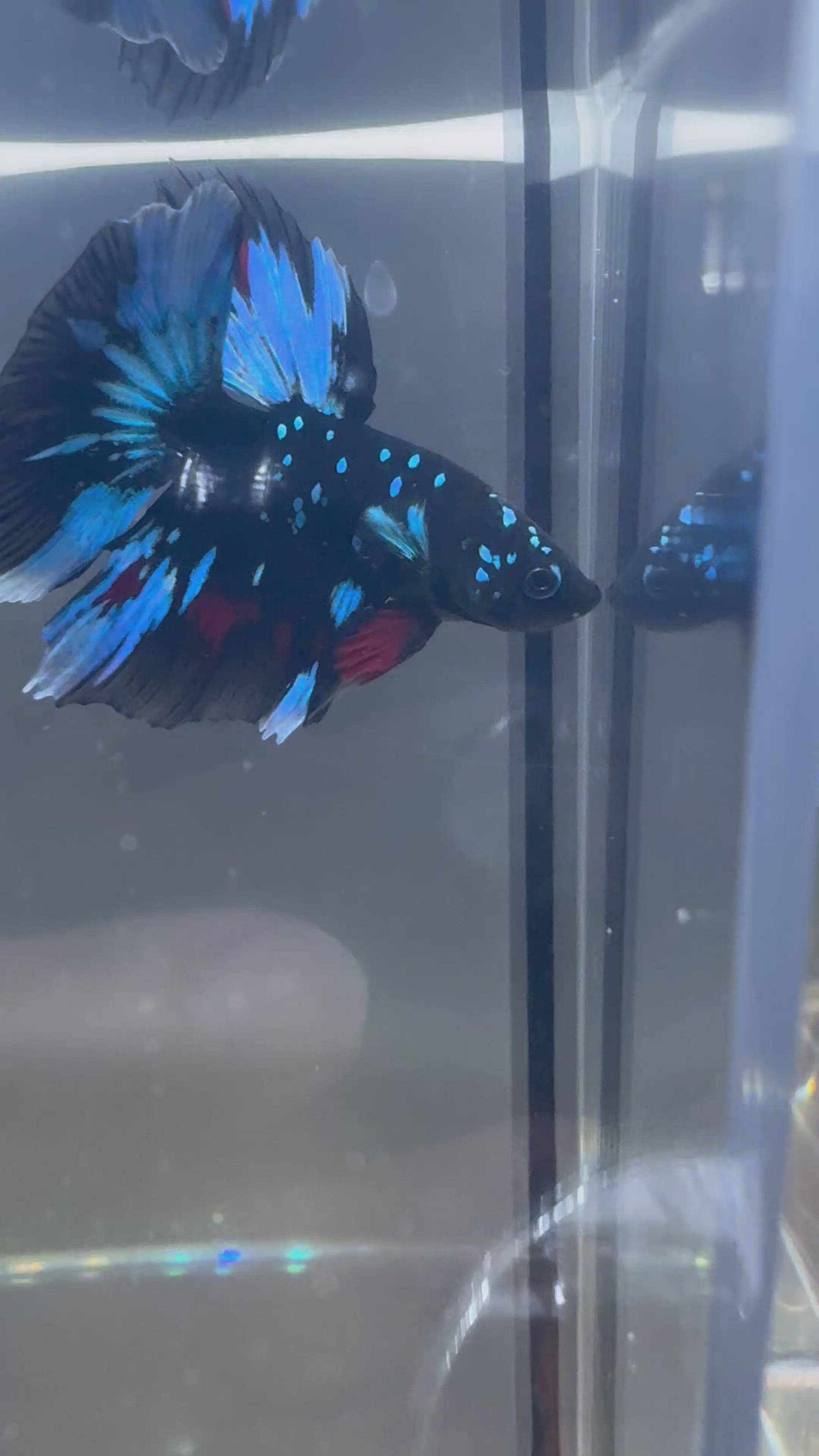 Avatar Galaxy SUPER DELTA Male Betta | RZ-5