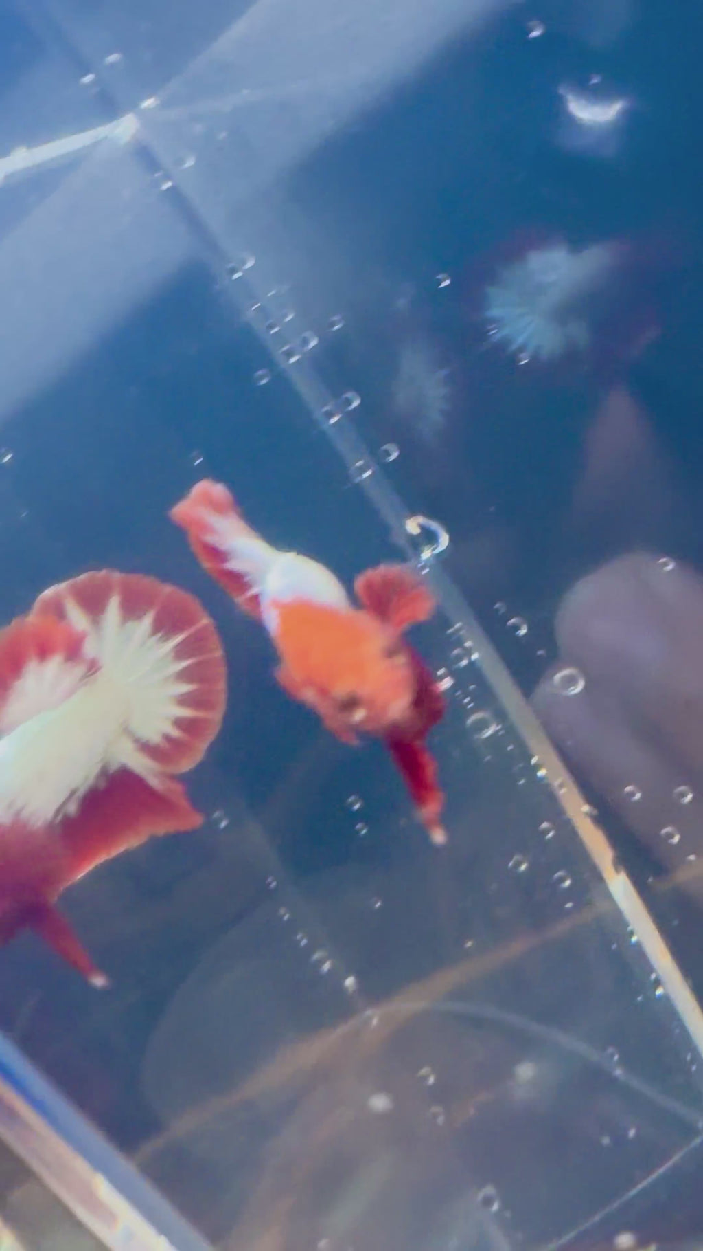 FCCP Male Betta | RZ-48