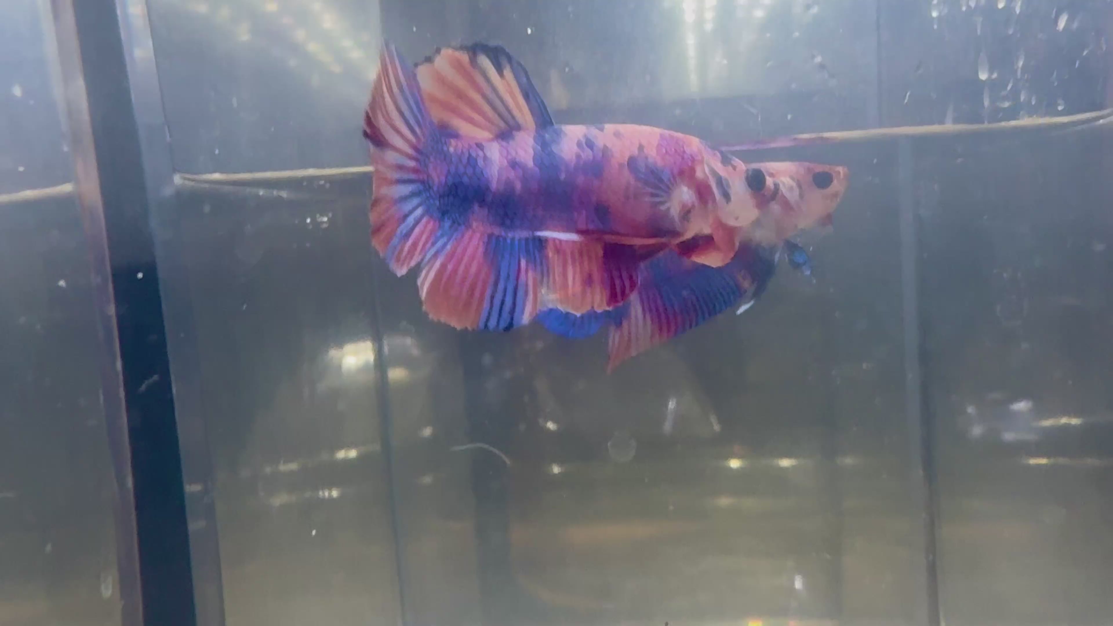 Candy Koi HMPK Male Betta | RZ-61