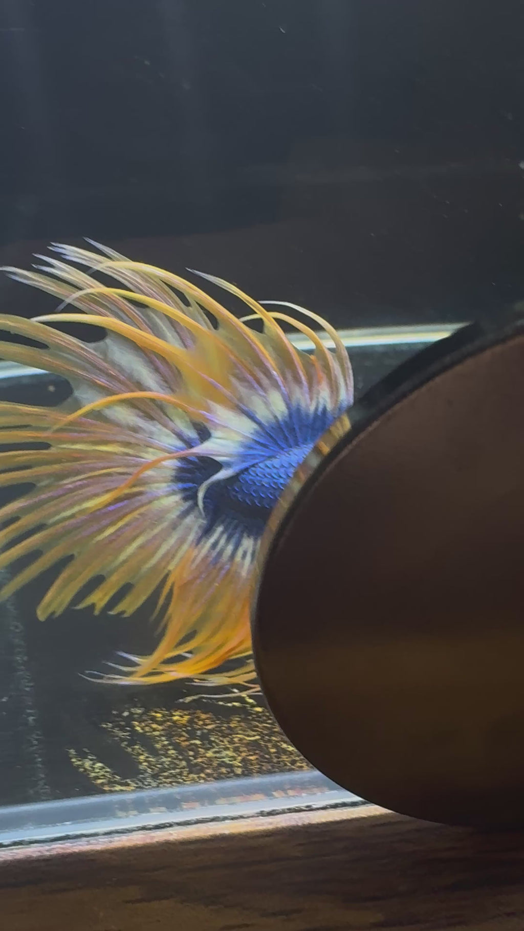 Spider Crowntail Male Betta (Blue/Red) | CG-14
