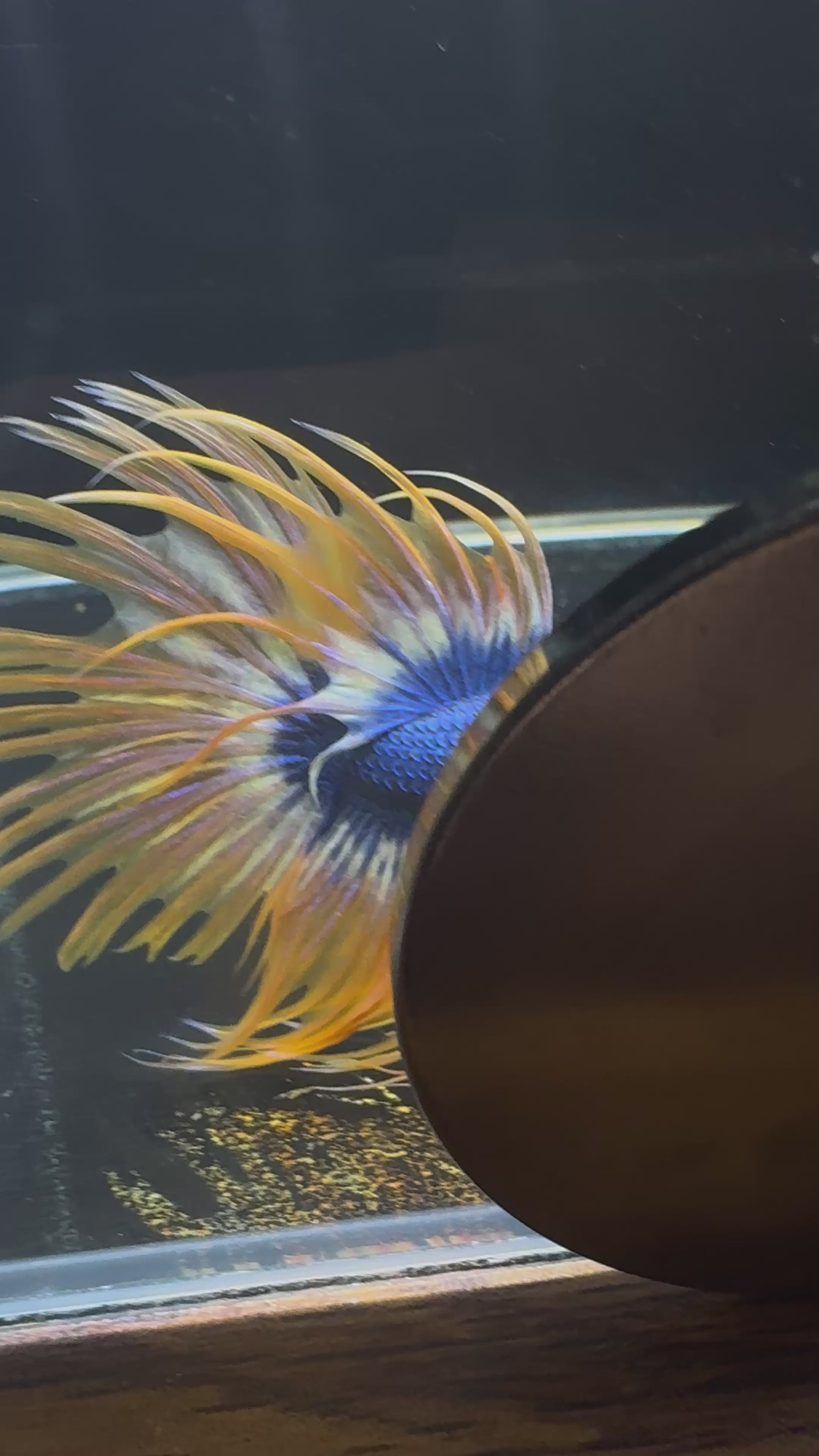 Spider Crowntail Male Betta (Blue/Red) | CG-14
