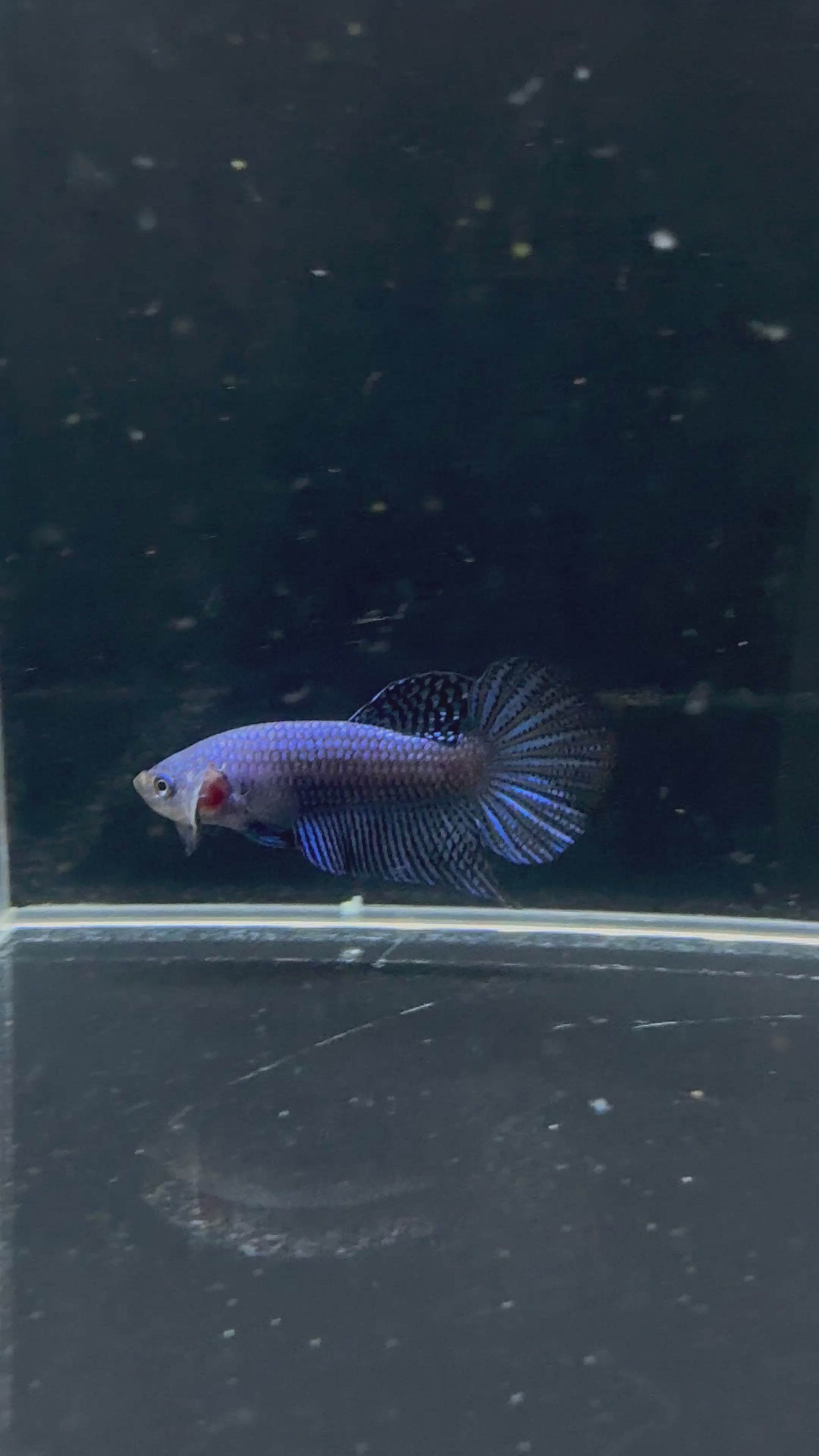 Blue Alien Male Betta | CG-24