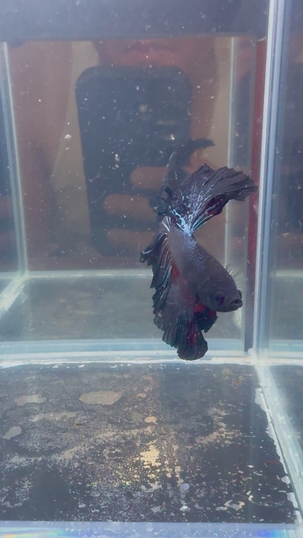 Black Light Halfmoon Male Betta | CG-102