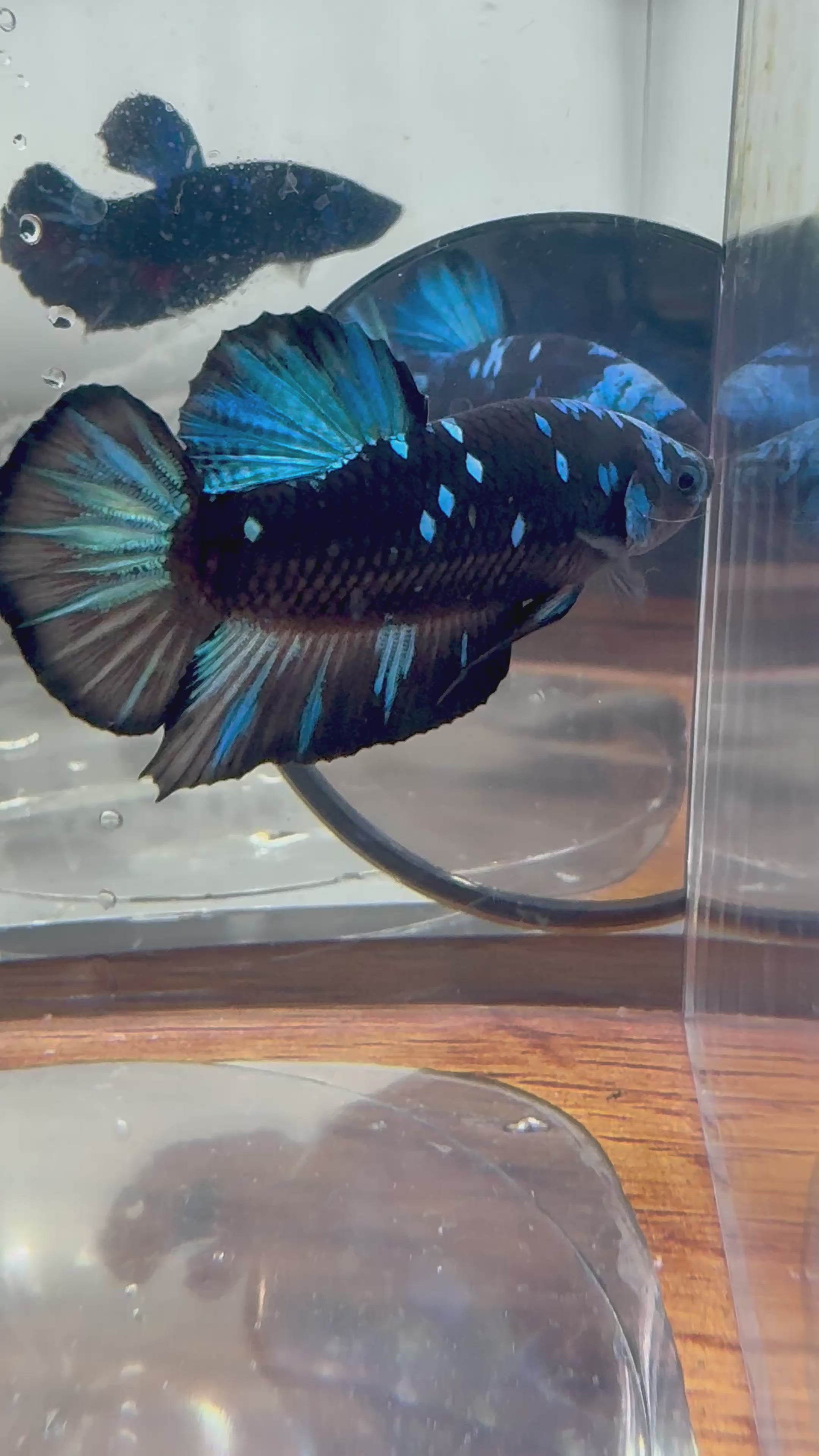 Avatar Plakat Male Betta | RZ-14