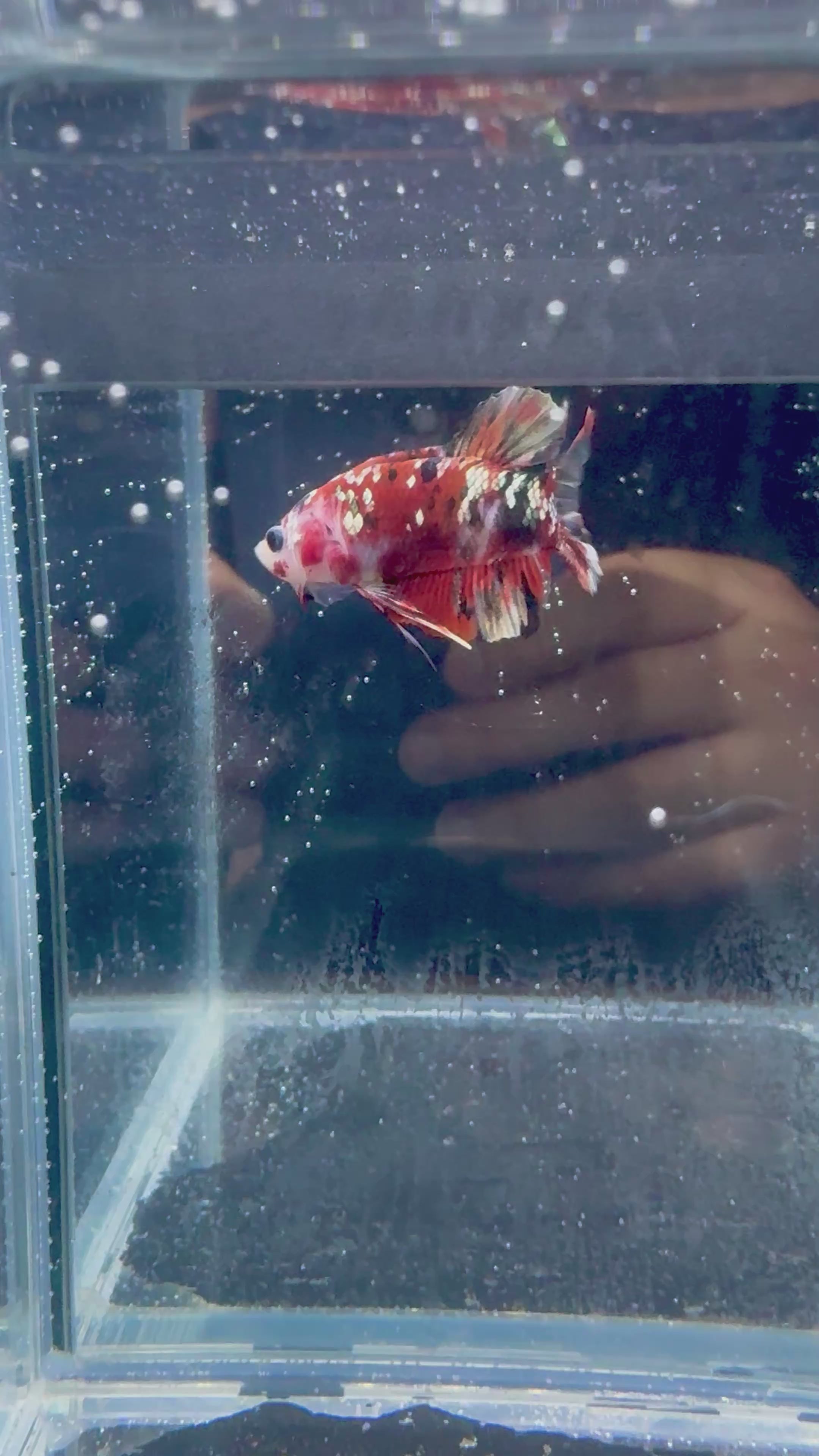 Red Copper Koi Male Betta | RZ-108