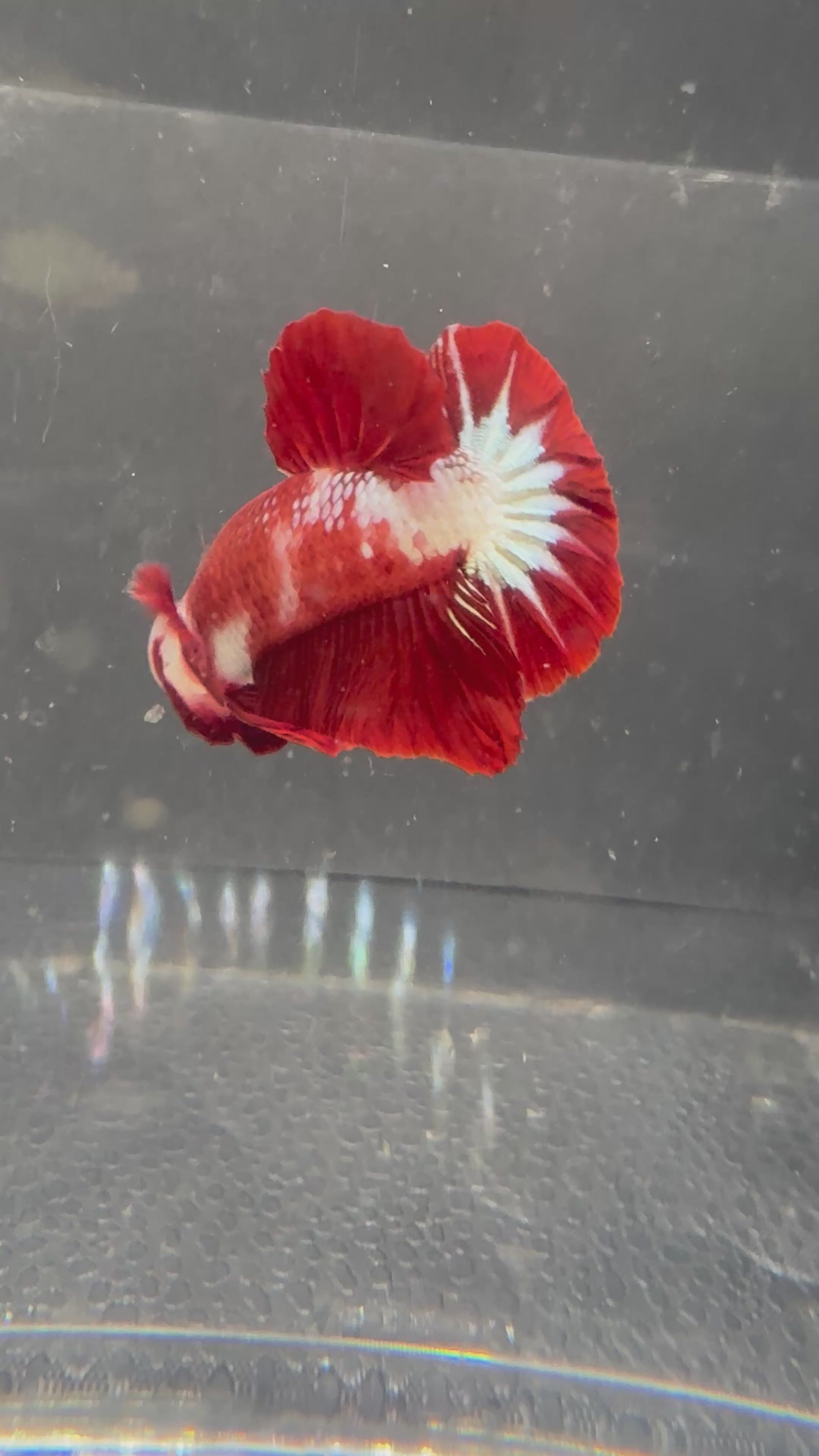 Red FCCP HMPK — M-011