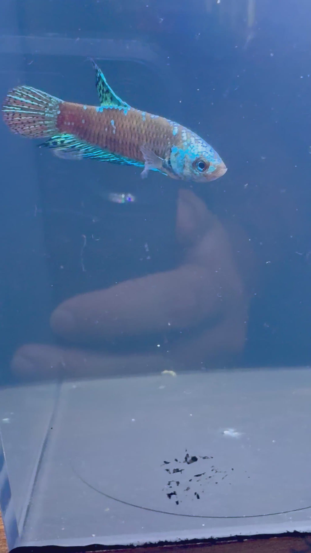 Alien Samurai Male Betta | RZ-1/RZ-2