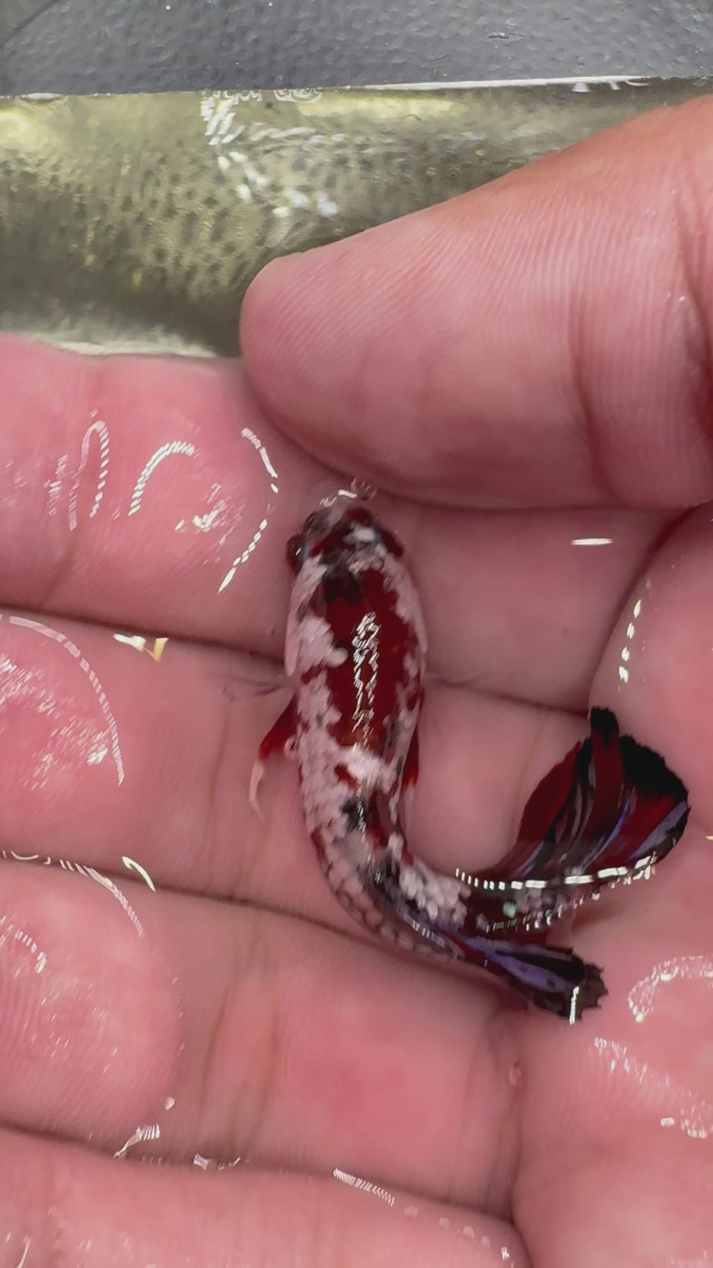 Koi Red Copper HMPK — M-034(2)